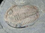 Triple Euloma Trilobite Plate - Fezouata Shale #15490-1